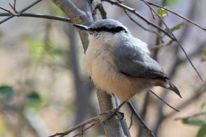 Običan raspon - što je ova ptica i gdje zima? Običan raspon - što je ova ptica i gdje zima?